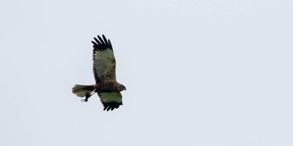 Busard des roseaux Circus aeruginosus - Western Marsh Harrier