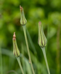 Salsifis douteux