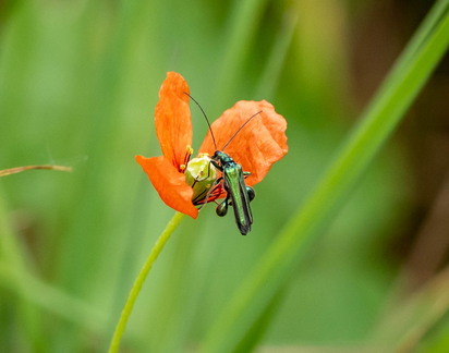 œdémère noble (Oedemera nobilis)  et pavot douteux