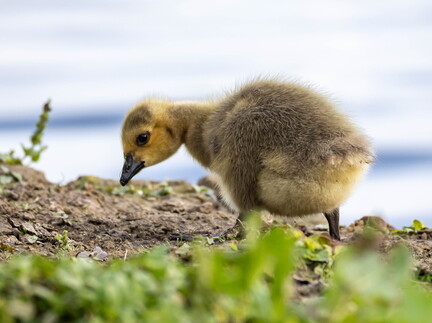  Bernache du Canada Branta canadensis - Canada Goose