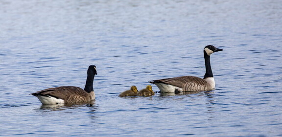  Bernache du Canada Branta canadensis - Canada Goose