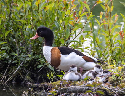 Tadorne de Belon Tadorna tadorna - Common Shelduck