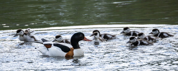 Tadorne de Belon Tadorna tadorna - Common Shelduck