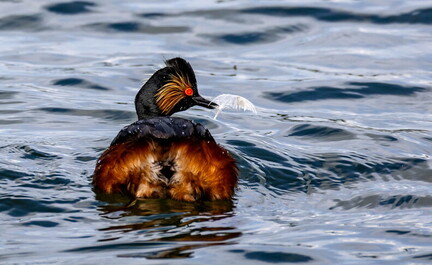 Grèbe à cou noir Podiceps nigricollis - Black-necked Grebe