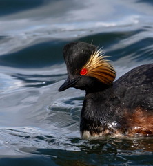 Grèbe à cou noir Podiceps nigricollis - Black-necked Grebe