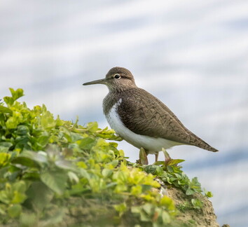 Chevalier guignette Actitis hypoleucos - Common Sandpiper