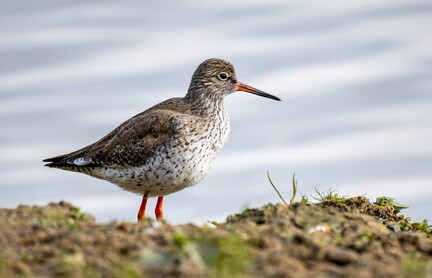 Chevalier gambette Tringa totanus - Common Redshank