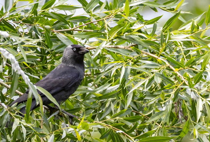 Choucas des tours Coloeus monedula - Western Jackdaw
