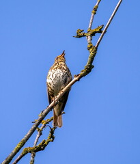 Grive musicienne Turdus philomelos - Song Thrush