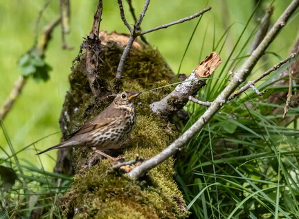 Grive musicienne Turdus philomelos - Song Thrush