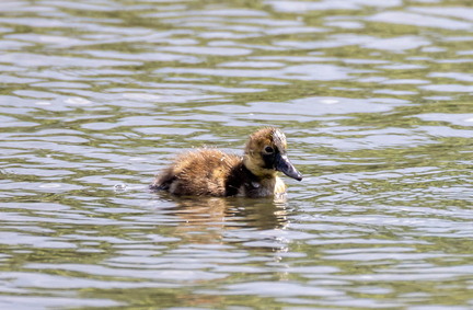 Fuligule milouin Aythya ferina - Common Pochard 