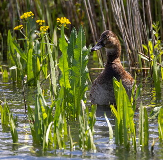 Fuligule milouin Aythya ferina - Common Pochard 