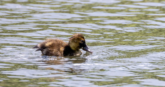 Fuligule milouin Aythya ferina - Common Pochard 