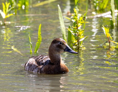 Fuligule milouin Aythya ferina - Common Pochard 