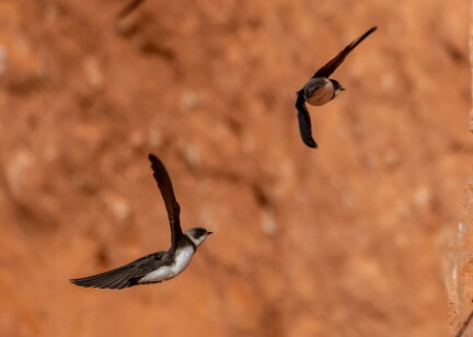 Hirondelle de rivage Riparia riparia - Sand Martin