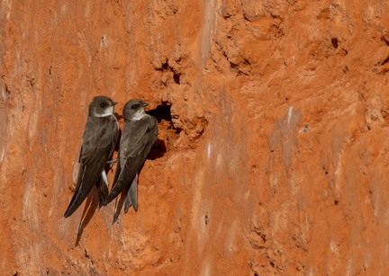 Hirondelle de rivage Riparia riparia - Sand Martin