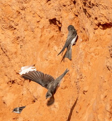 Hirondelle de rivage Riparia riparia - Sand Martin