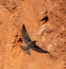 Hirondelle de rivage Riparia riparia - Sand Martin
