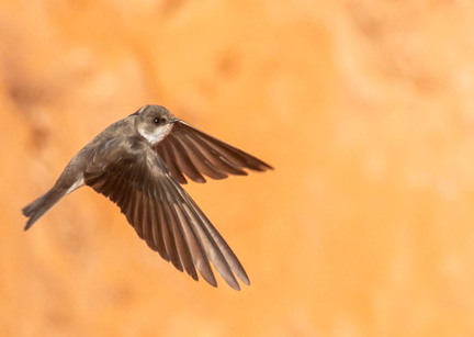 Hirondelle de rivage Riparia riparia - Sand Martin