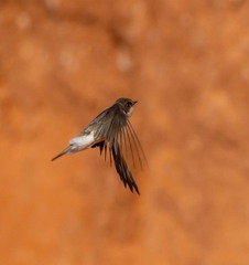 Hirondelle de rivage Riparia riparia - Sand Martin