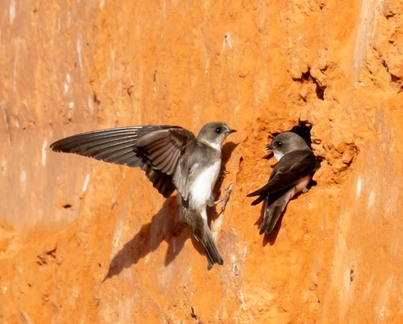 Hirondelle de rivage Riparia riparia - Sand Martin