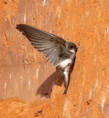 Hirondelle de rivage Riparia riparia - Sand Martin