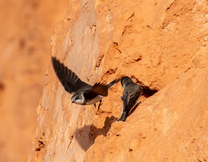 Hirondelle de rivage Riparia riparia - Sand Martin