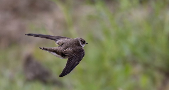 Hirondelle de rivage Riparia riparia - Sand Martin
