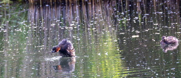 Grèbe castagneux Tachybaptus ruficollis - Little Grebe 