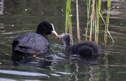  Foulque macroule Fulica atra - Eurasian Coot 