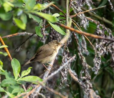 Rousserolle verderolle Acrocephalus palustris - Marsh Warbler