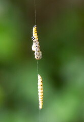 Yponomeuta padella 
