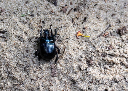 Minotaure, Typhaeus typhoeus