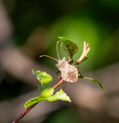 corée marginée, Coreus marginatus