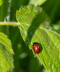 Chrysolina polita,  chrysomèle polie