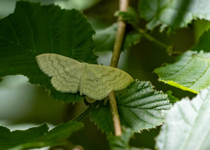 phalène laiteuse, scopula imago
