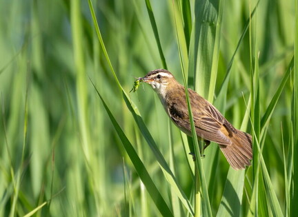 Phragmite des joncs Acrocephalus schoenobaenus - Sedge Warbler