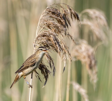 Phragmite des joncs Acrocephalus schoenobaenus - Sedge Warbler