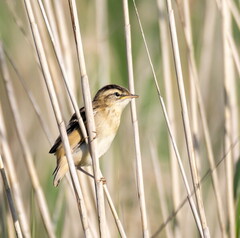 Phragmite des joncs Acrocephalus schoenobaenus - Sedge Warbler (juvénile)