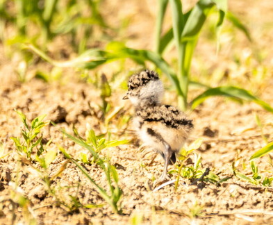   Vanneau huppé Vanellus vanellus - Northern Lapwing (poussin)