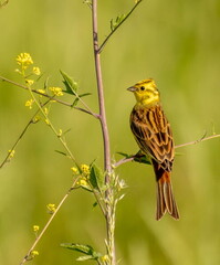 Bruant jaune Emberiza citrinella - Yellowhammer