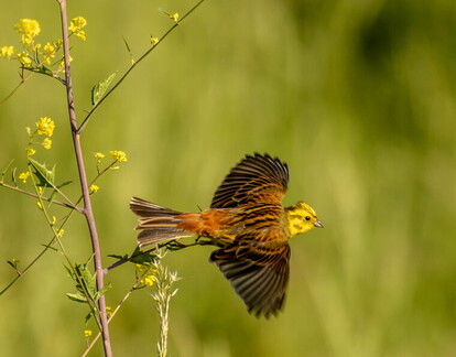 Bruant jaune Emberiza citrinella - Yellowhammer