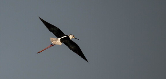 Échasse blanche Himantopus himantopus - Black-winged Stilt
