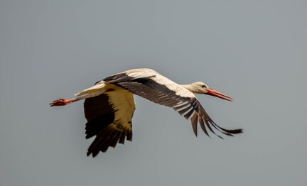 Cigogne blanche Ciconia ciconia - White Stork