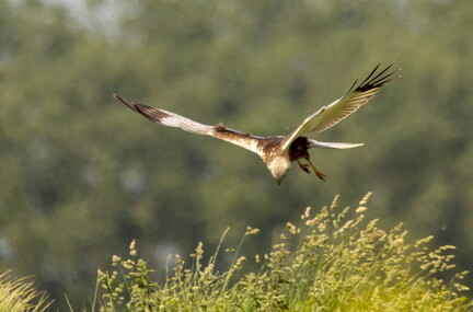 Busard des roseaux Circus aeruginosus - Western Marsh Harrier