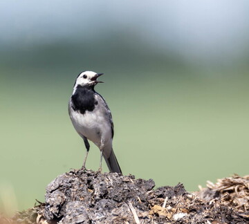  Bergeronnette grise Motacilla alba - White Wagtail