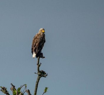 Pygargue à queue blanche Haliaeetus albicilla - White-tailed Eagle