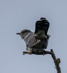 Coucou gris Cuculus canorus - Common Cuckoo