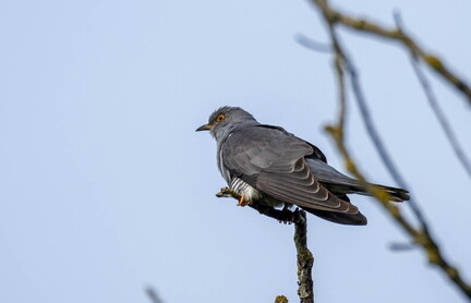 Coucou gris Cuculus canorus - Common Cuckoo