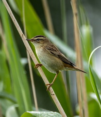 Phragmite des joncs Acrocephalus schoenobaenus - Sedge Warbler